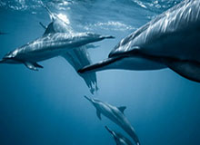 世界杯客户端升级-【英超】斯特林助攻京多安 曼城补时连遭神扑主场平